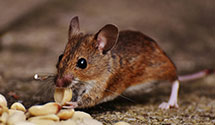 24 Hour & Emergency Exterminators in Santa Clara, CA